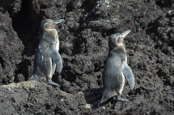 Pinguins Galápagos Spheniscus Mendiculus — Fotografia de Stock