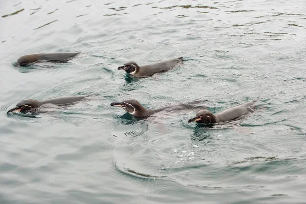 Galapagos Penguins Swimming Water — Stockfoto