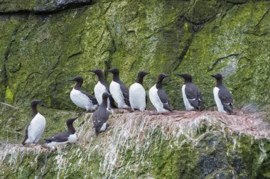Thick-billed Murres (Uria lomvia) perched on cliffs, Chukotka, Russia, Europe clipart