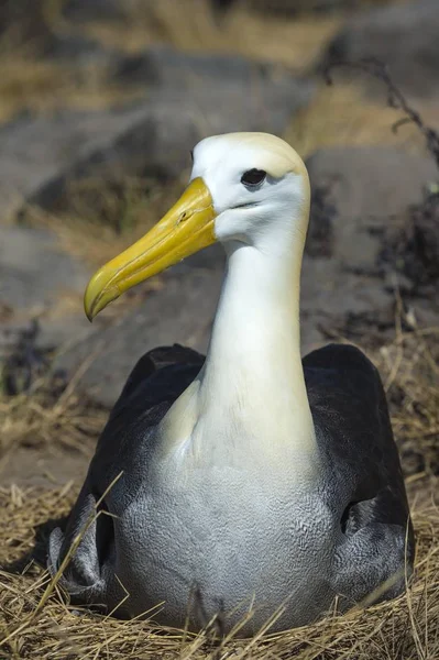 Dalgalı Albatros Phoebastria Irrorata Kuşu — Stok fotoğraf