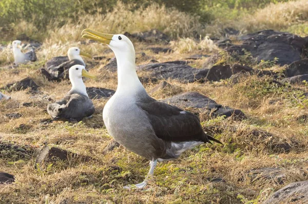 Hullámos Albatrosses Phoebastria Irrorata Madarak — Stock Fotó