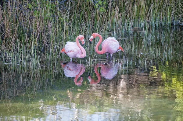 Paar Große Flamingos Oder Amerikanische Flamingos Phoenicopterus Ruber Punta Morena — Stockfoto