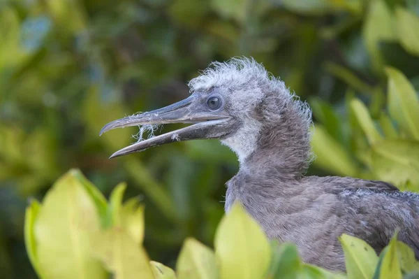 Booby Pieds Rouges Sula Sula Juvénile Dans Mangrove Rouge Île — Photo