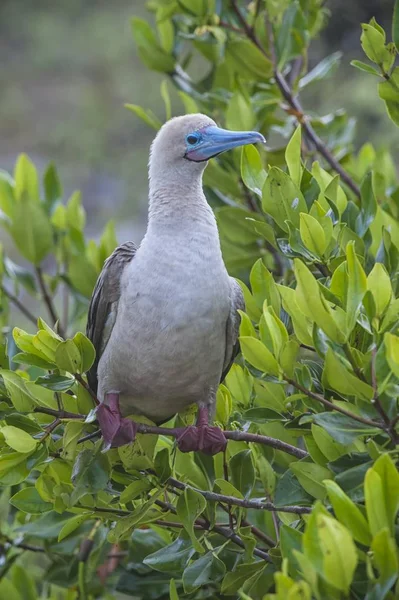Red Footed Booby Natural Habitat Wild Life — Stock Photo, Image