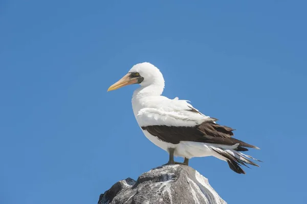 Nazca Booby Doğal Habitatta Vahşi Yaşam — Stok fotoğraf