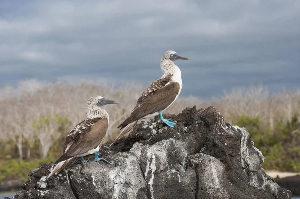 Galapagos Blue Footed Boobies Birds Santa Cruz Island Galapagos Ecuador — ストック写真