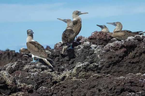 Galápagos Blue Footed Boobies Birds Santa Cruz Island Galápagos Equador — Fotografia de Stock