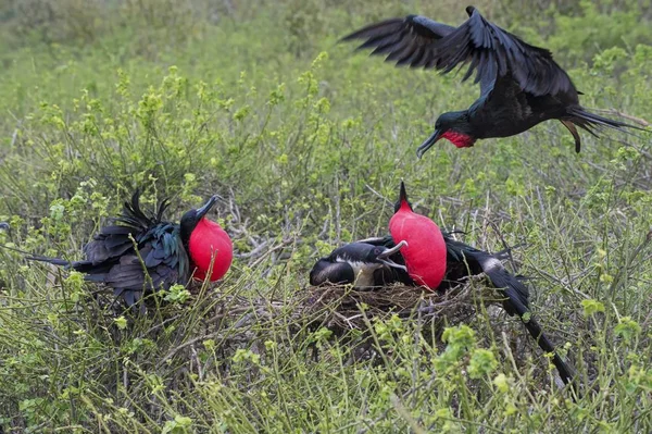 Great Frigatebirds Naturalnym Siedlisku Dzikie Życie — Zdjęcie stockowe