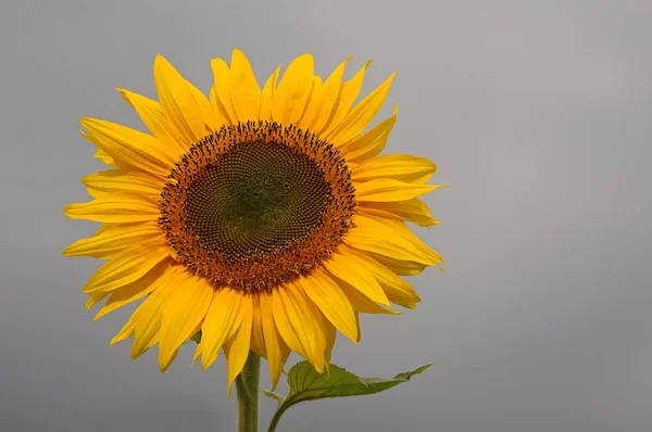 Girassol Helianthus Annuus Alemanha Europa — Fotografia de Stock