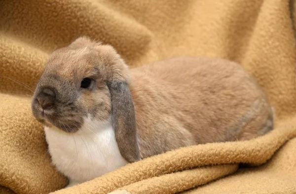 Lapin Aux Oreilles Nues Nain Lop Assis Sur Une Couverture — Photo