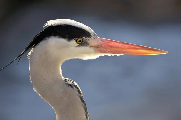 Zaostřená Pohled Šedý Heron Zobák Rozmazané Pozadí — Stock fotografie