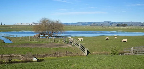 Scenic View Sheep Pen Gisborne North Island New Zealand Oceania — Stock Photo, Image