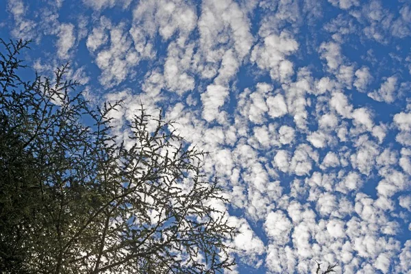 Árboles Con Nubes Vellosas Eastwoodhill National Arboretum Cerca Gisborne East —  Fotos de Stock