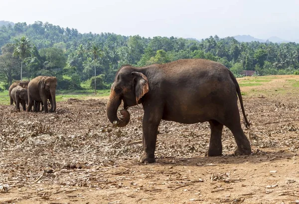 自然界の可愛い象の風景 — ストック写真
