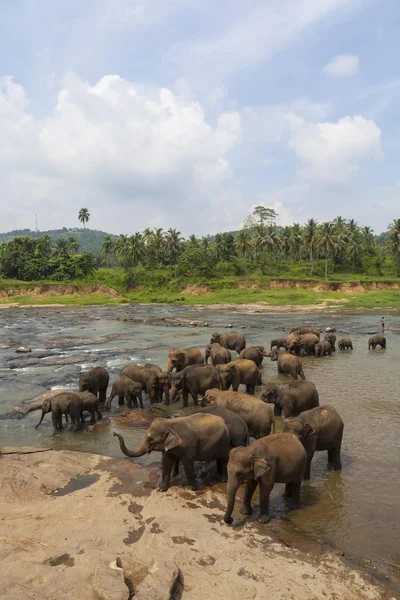 Живописный Вид Симпатичных Слонов Дикой Природе — стоковое фото