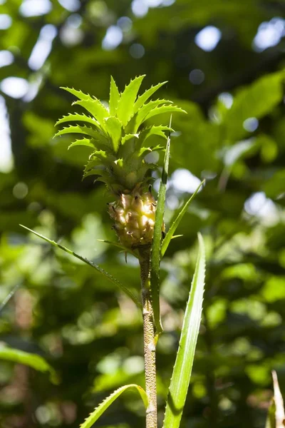 Pineapple Ananas Comosus Sri Lanka Asia — Stock Photo, Image