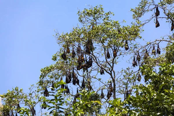 Indian Flying Foxes Pteropus Giganteus Colony Roost Nature Reserve Godahena — 스톡 사진