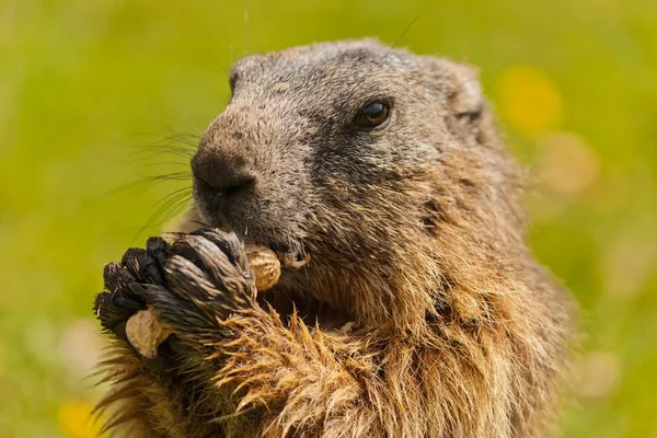 アルパイン マルモット Marmota Marmota ヨーロッパ オーストリア ザルツブルグ州 ピーナッツを食べる — ストック写真