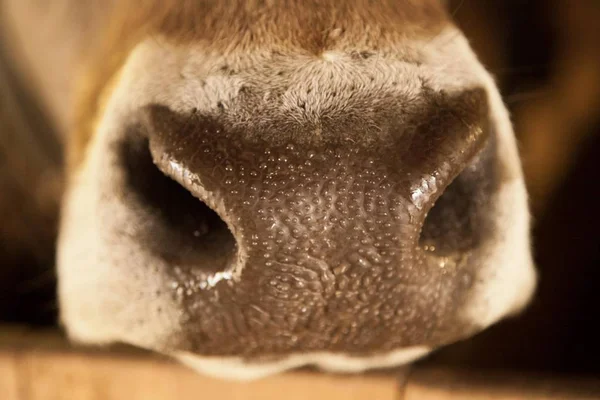 Nose of an Austrian cow, Brown Swiss, with water beads