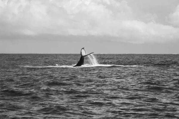 Humpback Whale Nurkowanie Podniesioną Fluke Ocean Indyjski Sainte Marie Nosy — Zdjęcie stockowe