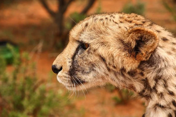 Cheetah Acinonyx Jubatus Looking Alert Portrait Gobabis Namibia Africa — 图库照片