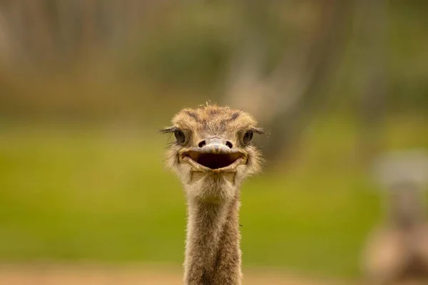 African Ostrich Birds Struthio Camelus Portrait Gobabis Namibia Africa — Stockfoto