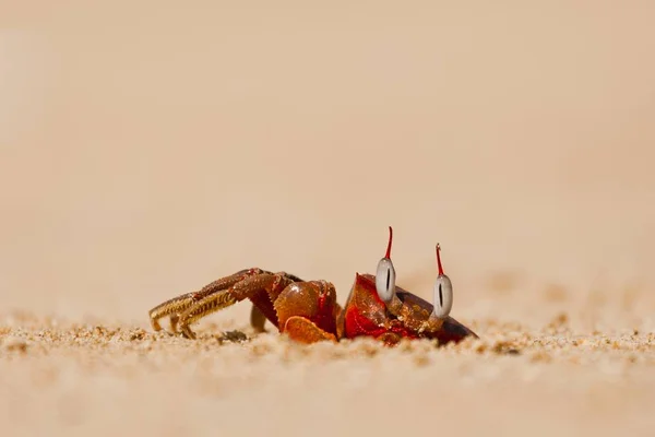 Playa Roja Cangrejo Brachyura Guarida Playa Ngapali Thandwe Myanmar Asia —  Fotos de Stock