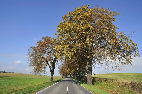 Carretera Campo Con Avenida Otoñal Caballo Castaño Aesculus Hippocastanum Rhena — Foto de Stock