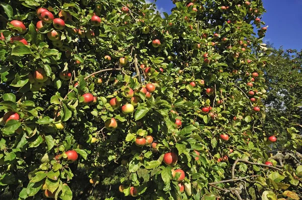 Jabłka Dojrzałe Malus Drzewie Meklemburgia Pomorze Przednie Niemcy Europa — Zdjęcie stockowe
