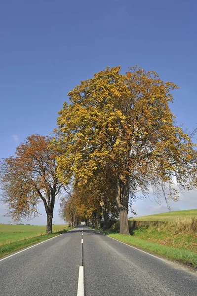 Landweg Met Autumnal Horse Chestnut Avenue Aesculus Hippocastanum Rhena Mecklenburg — Stockfoto