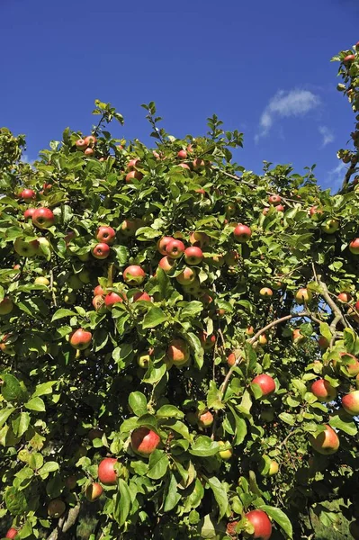 Ripe Apples Malus Tree Mecklenburg Western Pomerania Germany Europe — 스톡 사진
