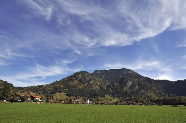 Pascolo Con Mucche Fronte Baviera Germania Europa — Foto Stock