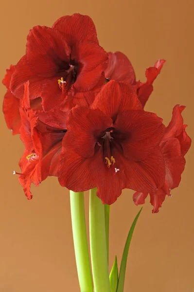 Amaryllis Merah Amaryllis Bunga — Stok Foto