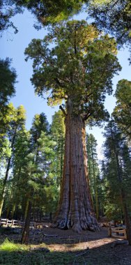 Giant sequoia General Sherman in the Giant Forest, Sequoia National Park, California, United States, North America clipart
