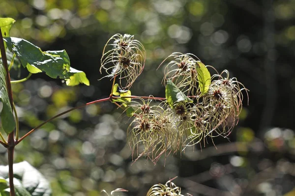 Withered Clematis Blurred Background — Stock Photo, Image