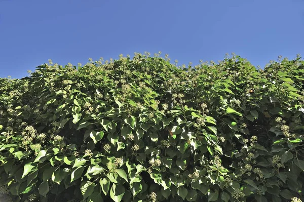 Flowering Ivy Hedge Closeup View — Stock Photo, Image