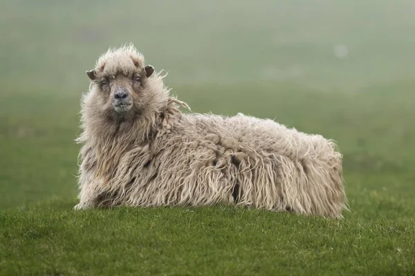 Sheep Mykines Ilhas Faroé Dinamarca Europa — Fotografia de Stock