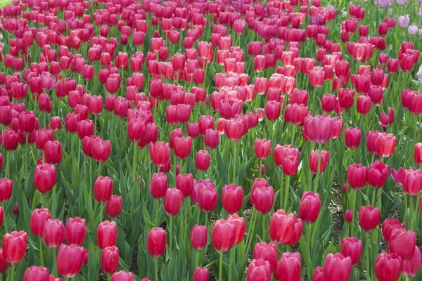 Tulipas Rosa Profundas Forma Copo Único Tulipa Ottawa Tulip Festival — Fotografia de Stock