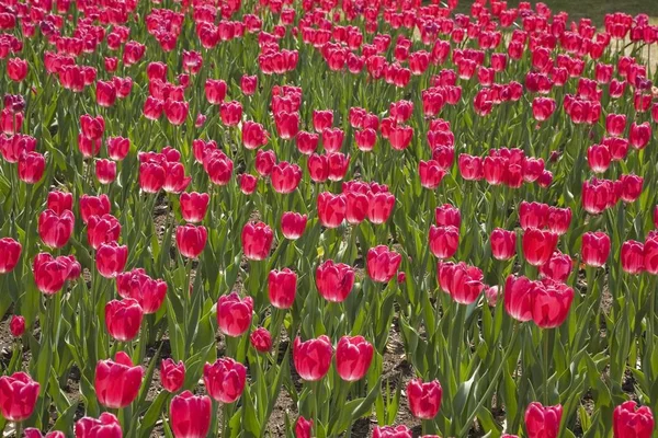 Tulipas Vermelhas Forma Copo Único Tulipa Ottawa Tulip Festival Ottawa — Fotografia de Stock