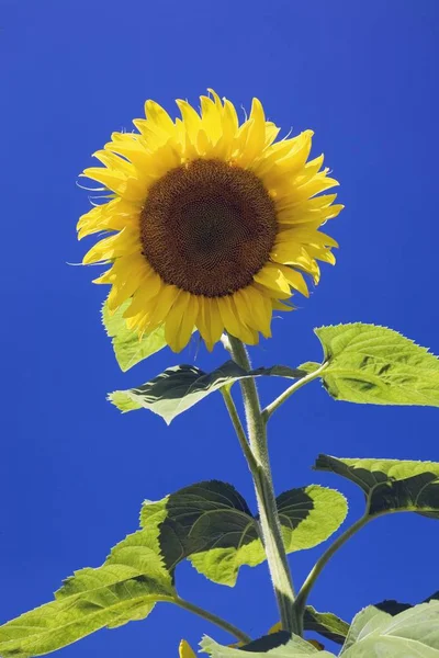 Sonnenblume Helianthus Annuus Vor Blauem Himmel Quebec Canada Nordamerika — Stockfoto