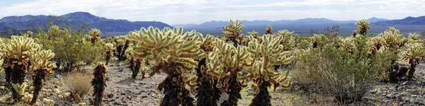 Vyhlídkový Pohled Cholla Kaktusů Zahradě Cholla Kaktuss Národní Park Joshua — Stock fotografie