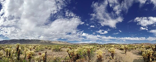 Scenic View Cholla Cacti Cholla Cactus Garden Clouds Sky Joshua — Stock Photo, Image