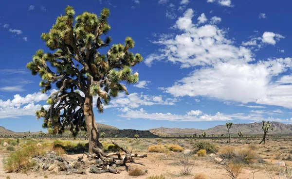 Joschua Baum Oder Palme Yucca Yucca Brevifolia Joschua Baum Nationalpark — Stockfoto