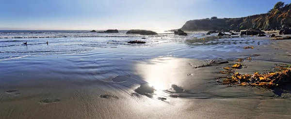 Playa Arena Con Algas Marrones Costa Del Pacífico Cambria California —  Fotos de Stock