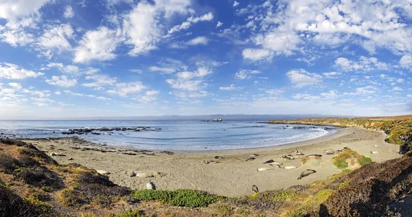 太平洋海岸与北方象海豹在海滩上与云的天空 皮德拉斯布兰塔斯 加利福尼亚州 — 图库照片