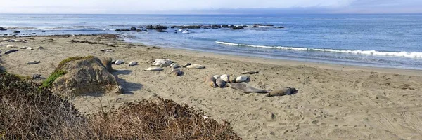 Scenic View Northern Elephant Seals Beach Pacific Coast Piedras Blancas — Stock Photo, Image