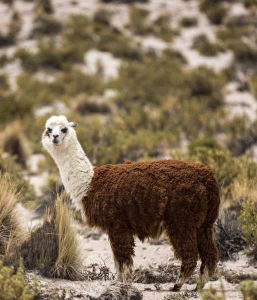 Alpaca Vicugna Pacos Deserto Atacama Altiplano Highlands Bolívia América Sul — Fotografia de Stock