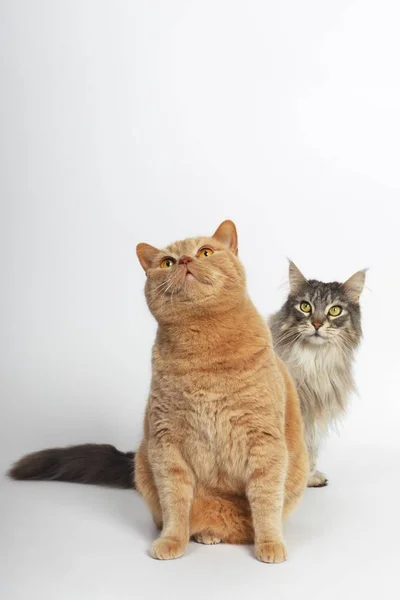 Two cats, a British Shorthair tomcat with a Maine Coon cat at the back