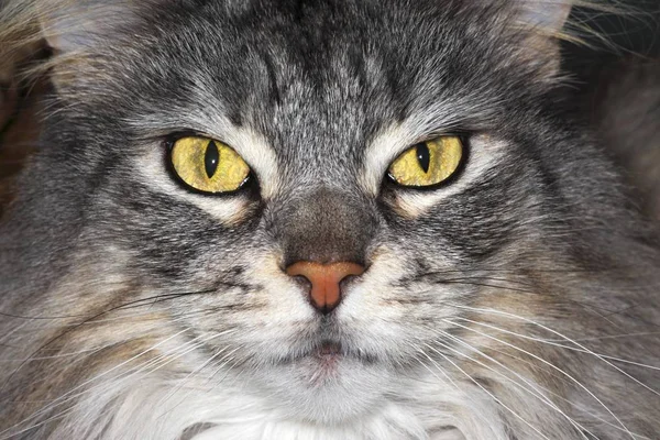 Maine Coon Katze Nahaufnahme Schnauze Porträt — Stockfoto