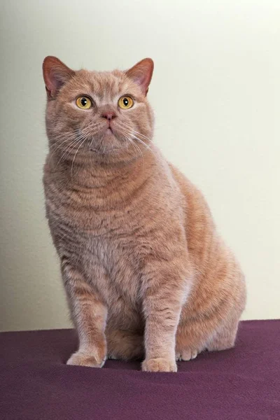 英国のショートヘア猫のクローズアップビュー — ストック写真